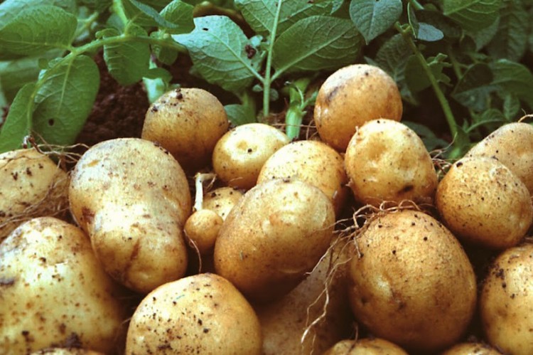 Potatos3